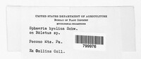 Hypomyces hyalinus image
